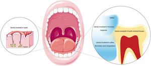Main genetic groups with potential association with dental caries according to genetic pathways