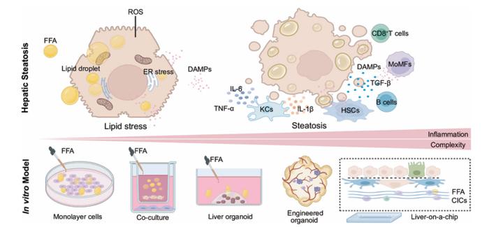 Pathological progression of MASLD and corresponding in vitro modelling strategies.