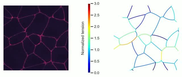 Measuring Cell-Cell Forces
