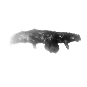 Tardigrade_reflection test_Series014Sanpshot1