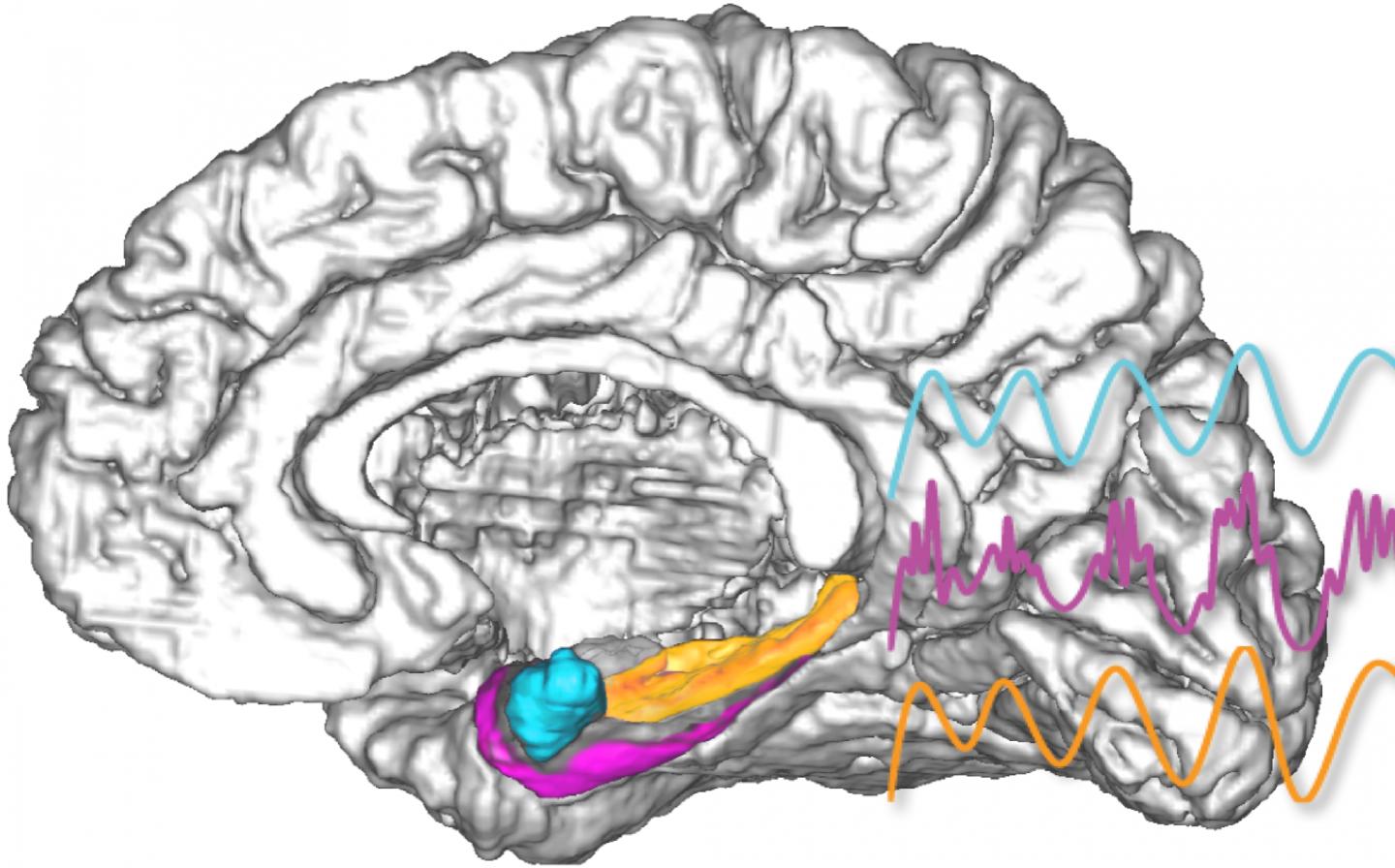 Brain with EPhys