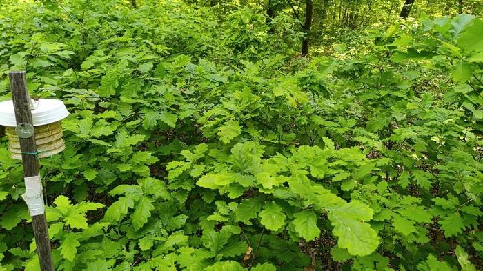 Elongated gaps provide suitable light conditions for oak regeneration