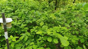 Elongated gaps provide suitable light conditions for oak regeneration