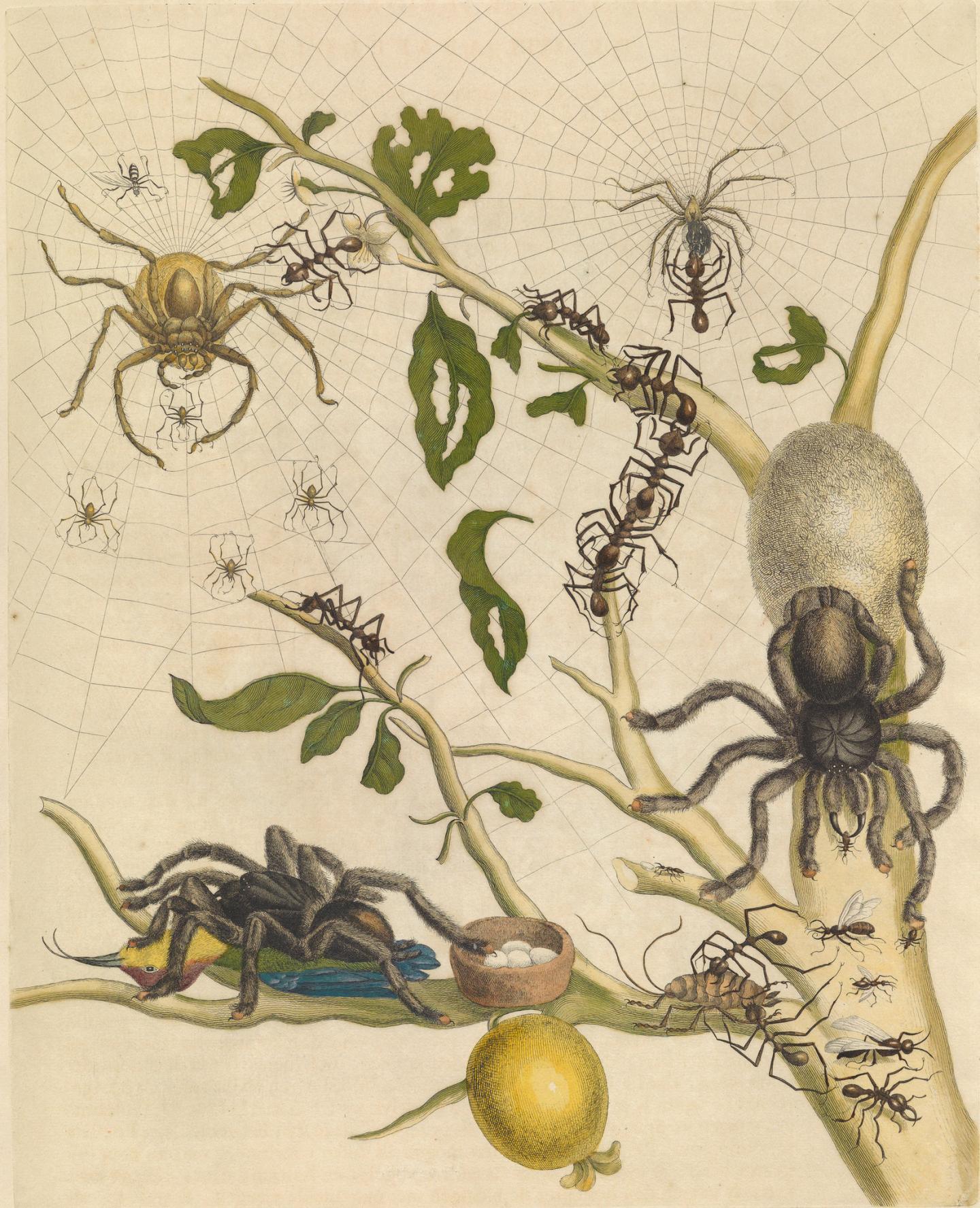 The Famous Illustration by Maria Sybilla Merian