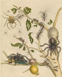 The Famous Illustration by Maria Sybilla Merian