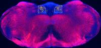 Mouse Brain