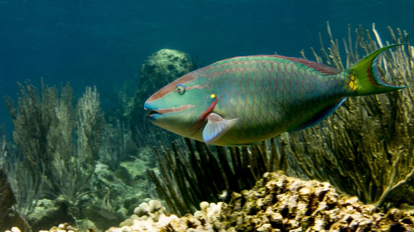 Parrotfish