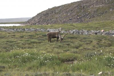 Caribou