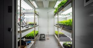 plants for drug production in space - 2