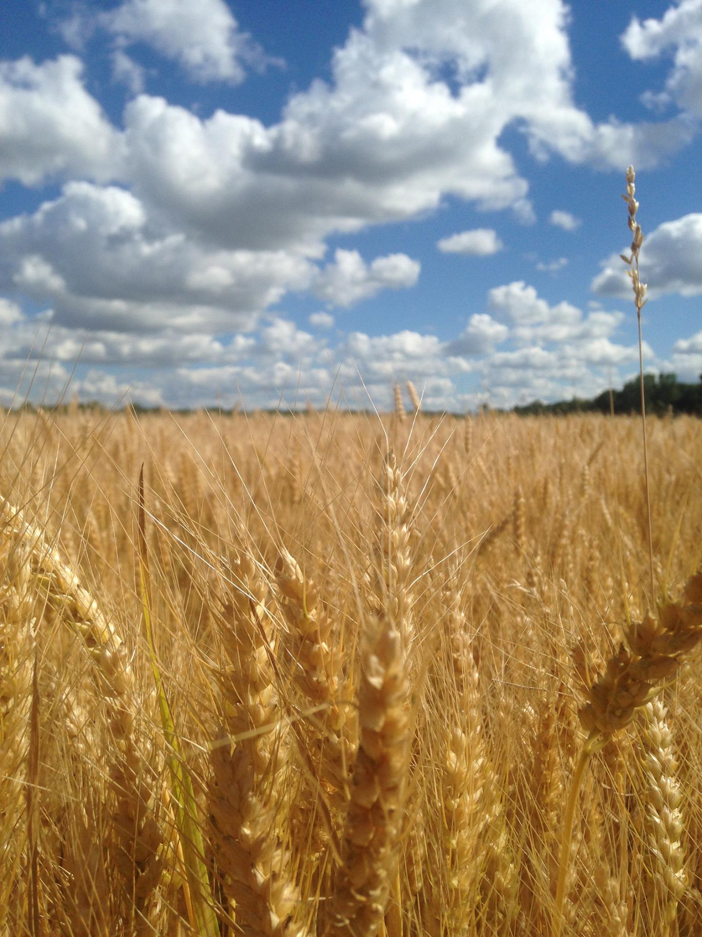 Wheat