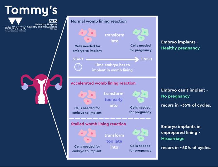 Infographic describing the abnormal womb lining reaction