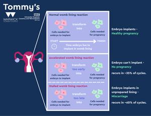 Infographic describing the abnormal womb lining reaction
