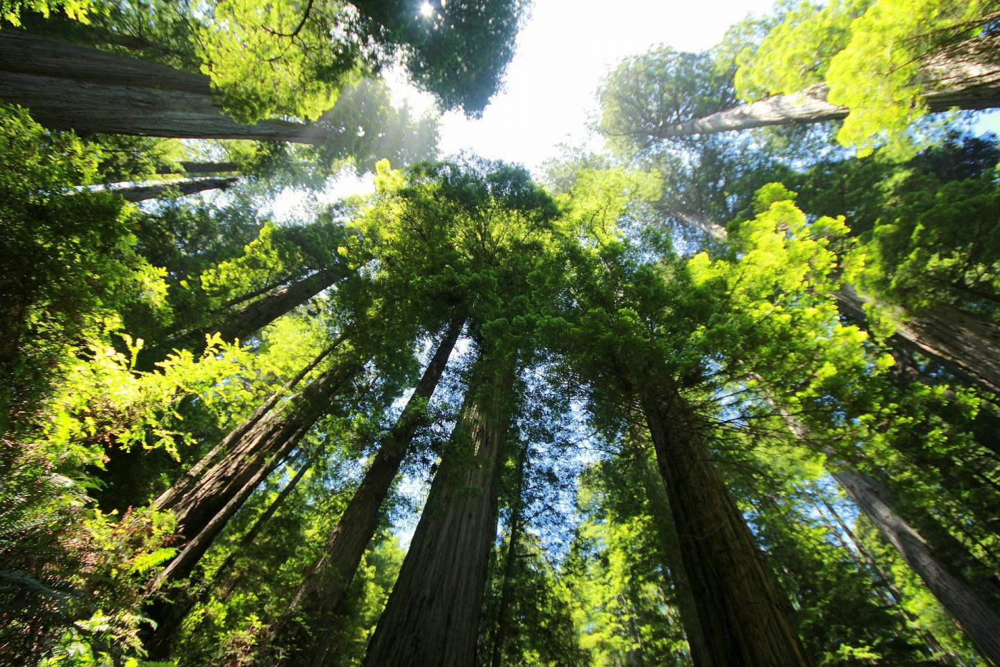 Giant Redwood Sequioa