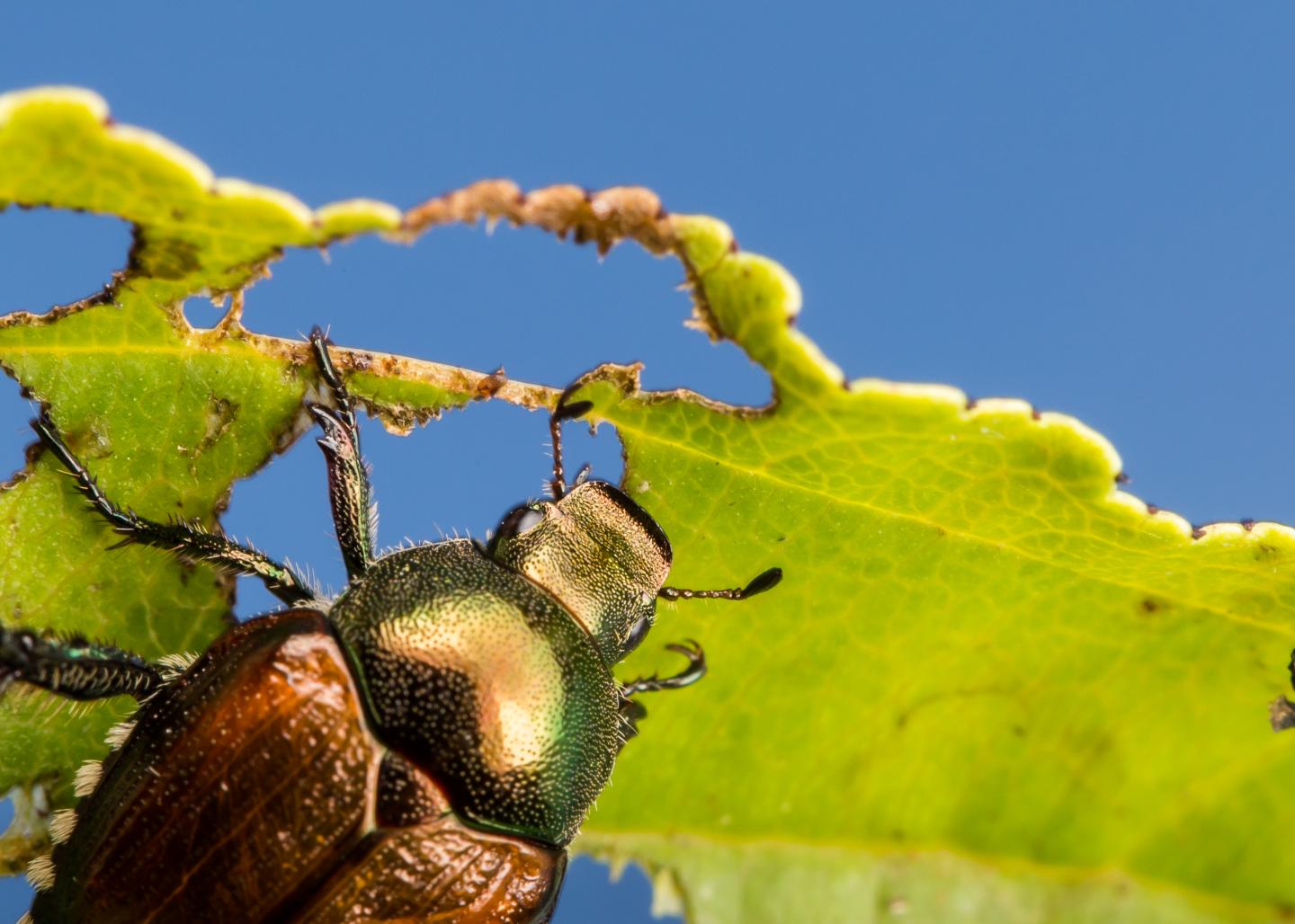 Japanese Beetle