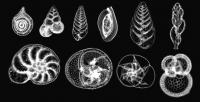 Foraminifera