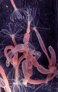 Nematostella vectensis sea anemones in the lab