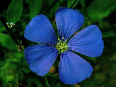 Flax