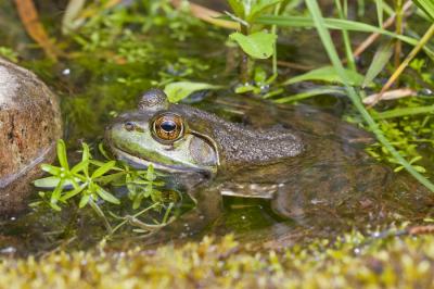 American Bullfrog