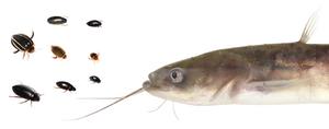 260312-Sugiura-Fish-Title