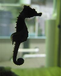 Lined Seahorse