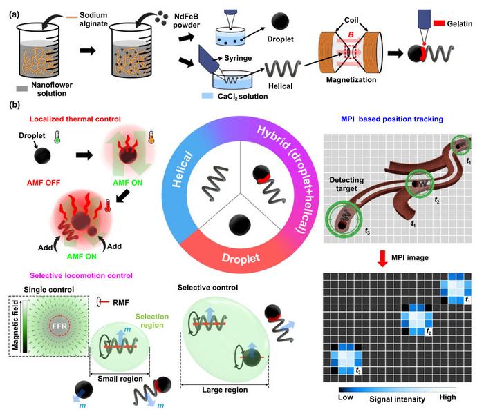 Trifunctional alginate magnetic robots for biomedical applications