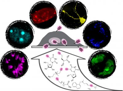 Stimulated Raman Scattering Microscopy