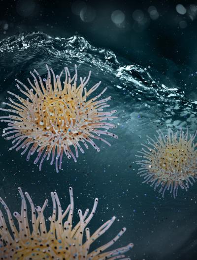 <I>Actinia</I>