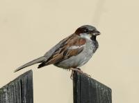 House Sparrow