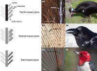 Bird Feather Comparison