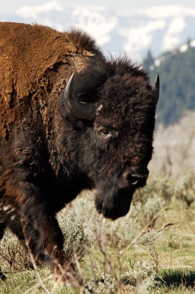 Bison