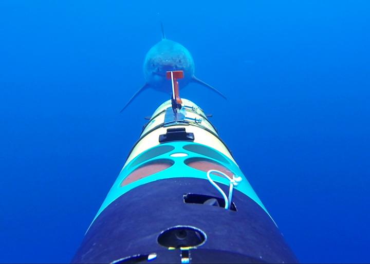 REMUS SharkCam