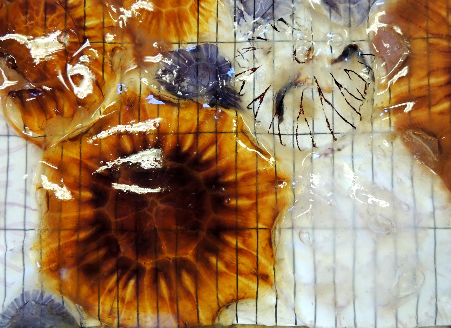 North Sea Jellyfish