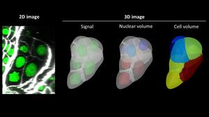 3D imaging of early embryogenesis in rice.