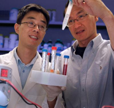 Mediator in Communication Between Neurons and Muscle Cells Found
