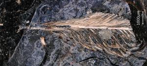 Fossil feather