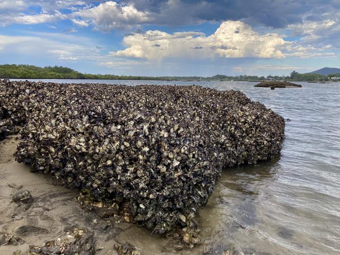 Remnant natural Sydney rock oyster reef