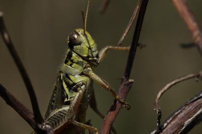 Frightened Grasshoppers Slow Soil Nutrient Cycle (5 of 15)