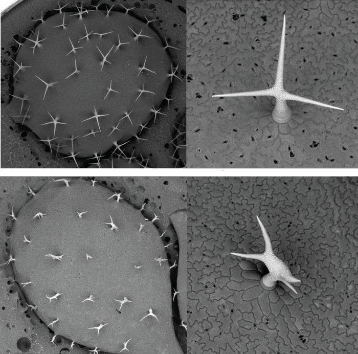Trichomes on an Arabidopsis thaliana leaf