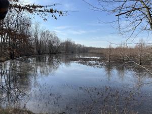 A wetland surrounded by trees on a background of blue skies