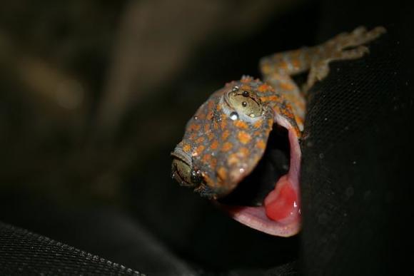 Tokay Gecko