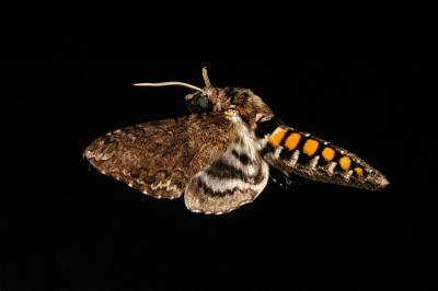 Secrets of Moth Flight Control 1 (of 3)