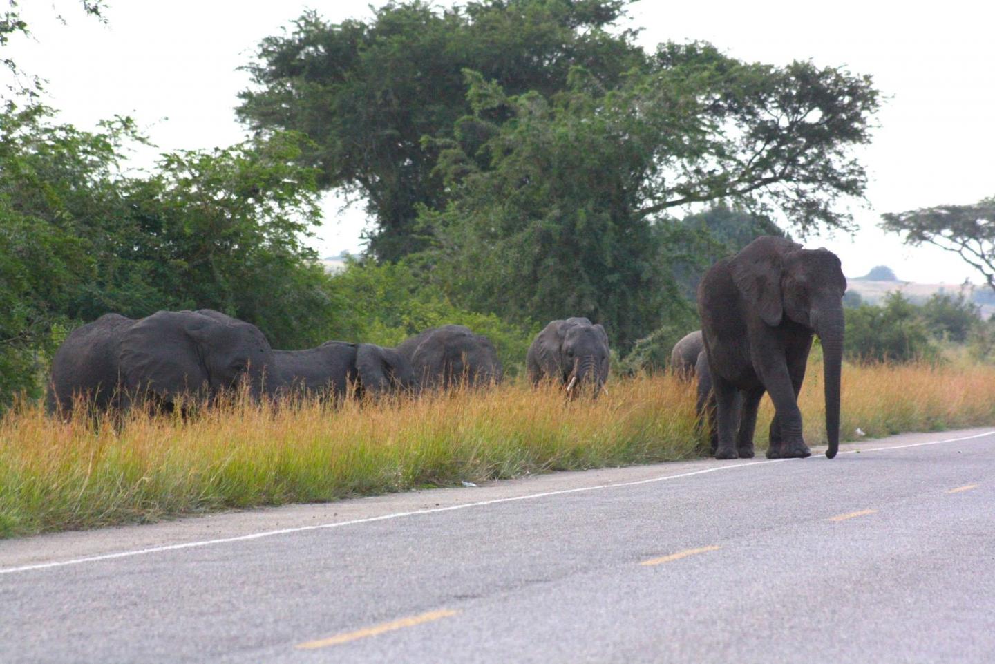 Elephants