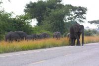 Elephants