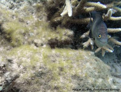 Damselfish
