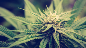 Cannabis flower