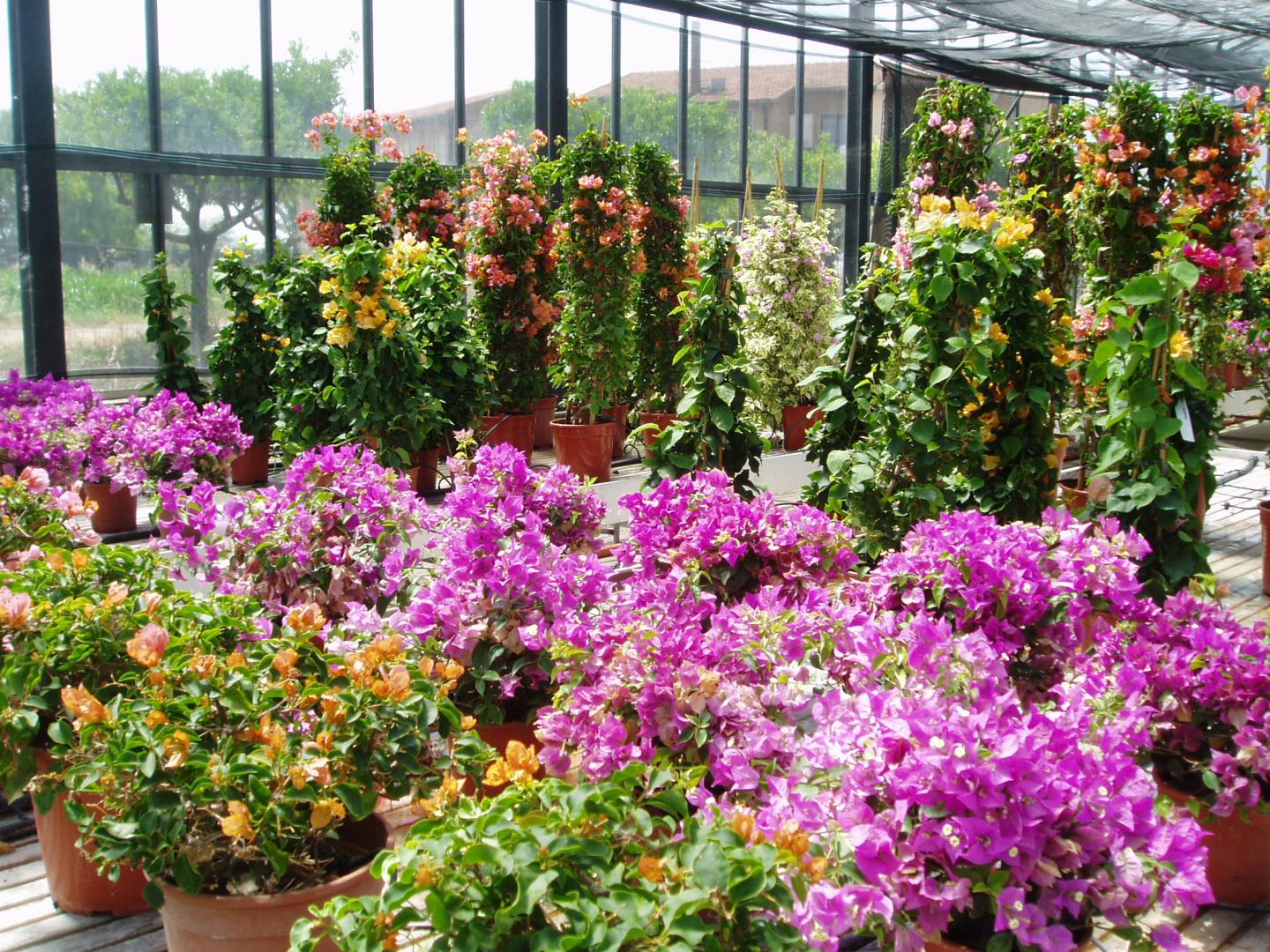 <em>Bougainvillea</em>'s Response to Deficit Irrigation Tested