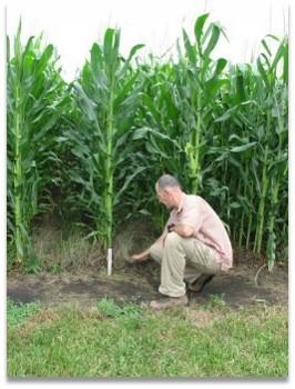Evaluate Perennial Groundcover