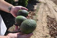 Freshly Cut 'GEM' Avocados