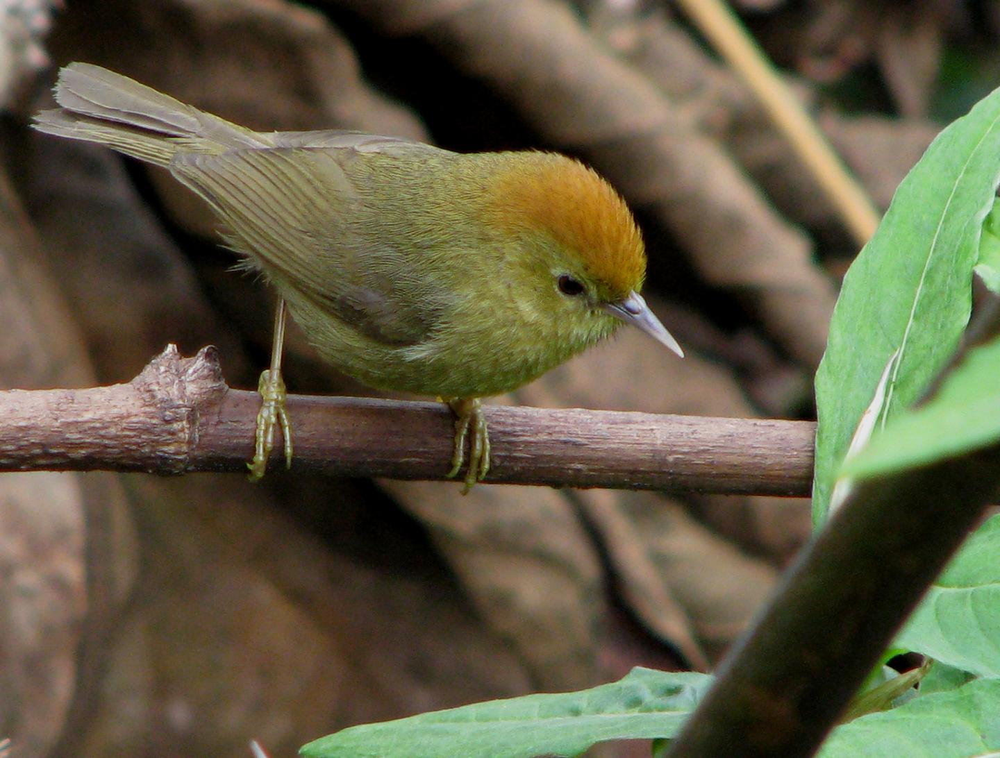 Bird Photo