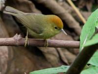 Bird Photo